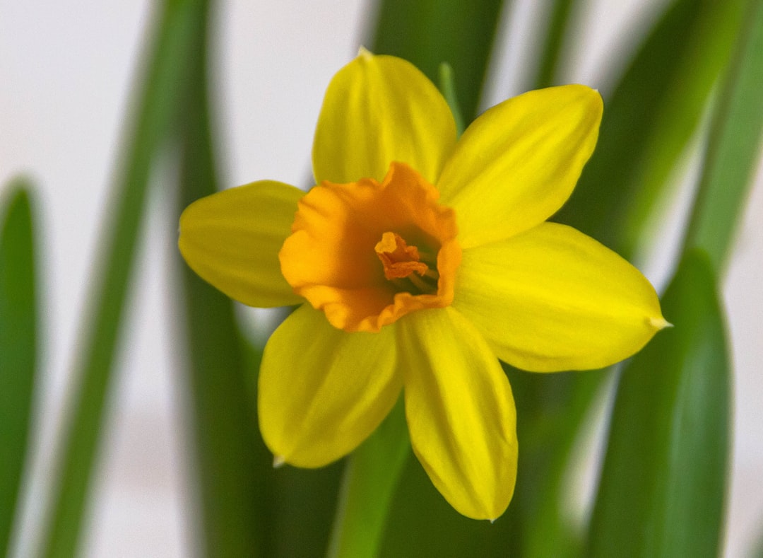 Daffodil