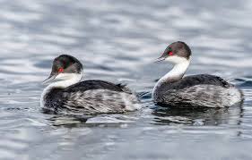 후닌 논병아리의 지방 저장 패턴과 계절별 체중 조절 전략