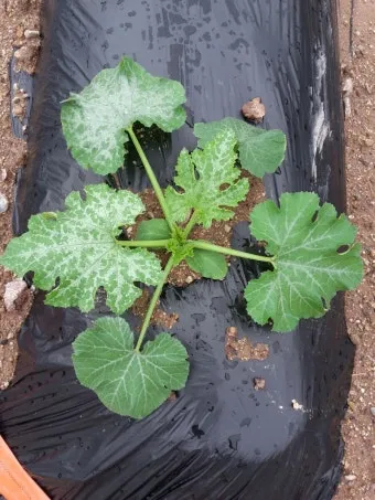 주키니 재배 모종 활착 순치기 수확 타이밍_14