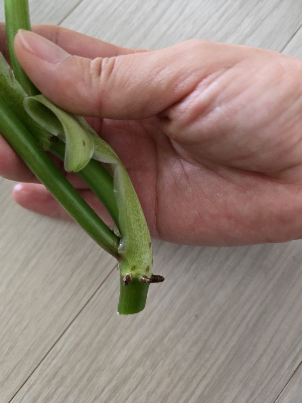 공중뿌리와 가지치기해야하는 부분