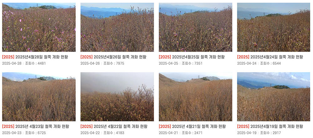 황매산 철쭉 개화시기