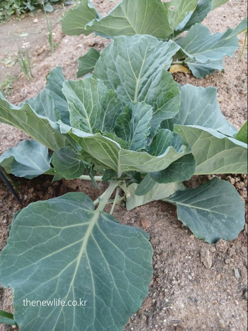 Large kale plant growing naturally in dry soil on a traditional farm-전통적인 흙밭에서 자연스럽게 자란 큰 케일 식물