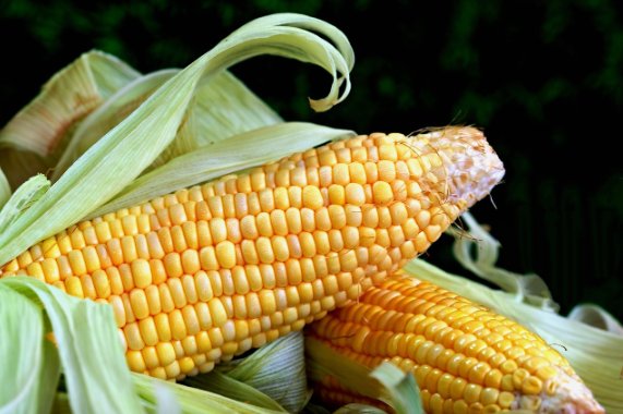 옥수수의 기원과 생태, 그리고 우리 식탁까지
