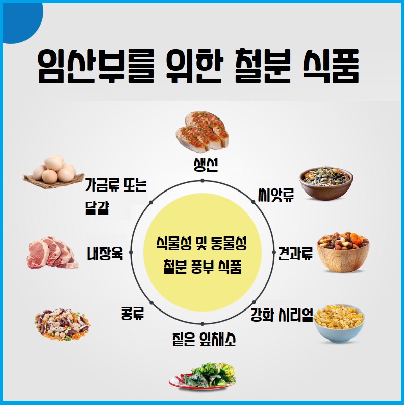 철분 풍부한 음식 임산부를 위한 철분 식품