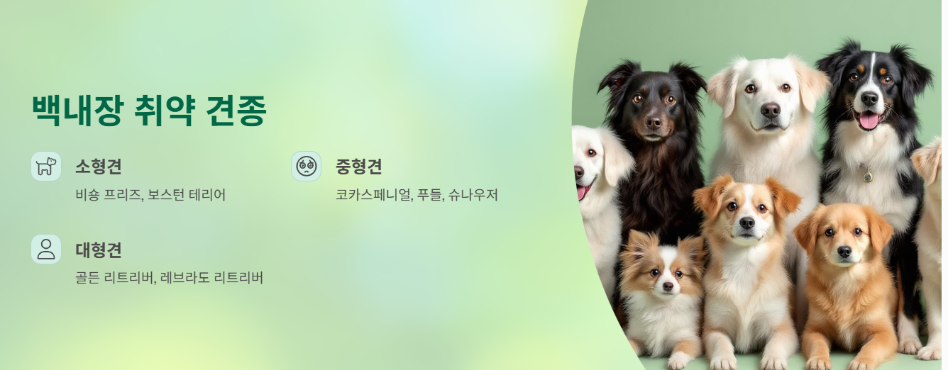 백내장에 취약 견종