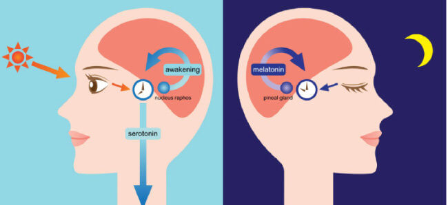 멜라토닌-효능-부작용-복용법