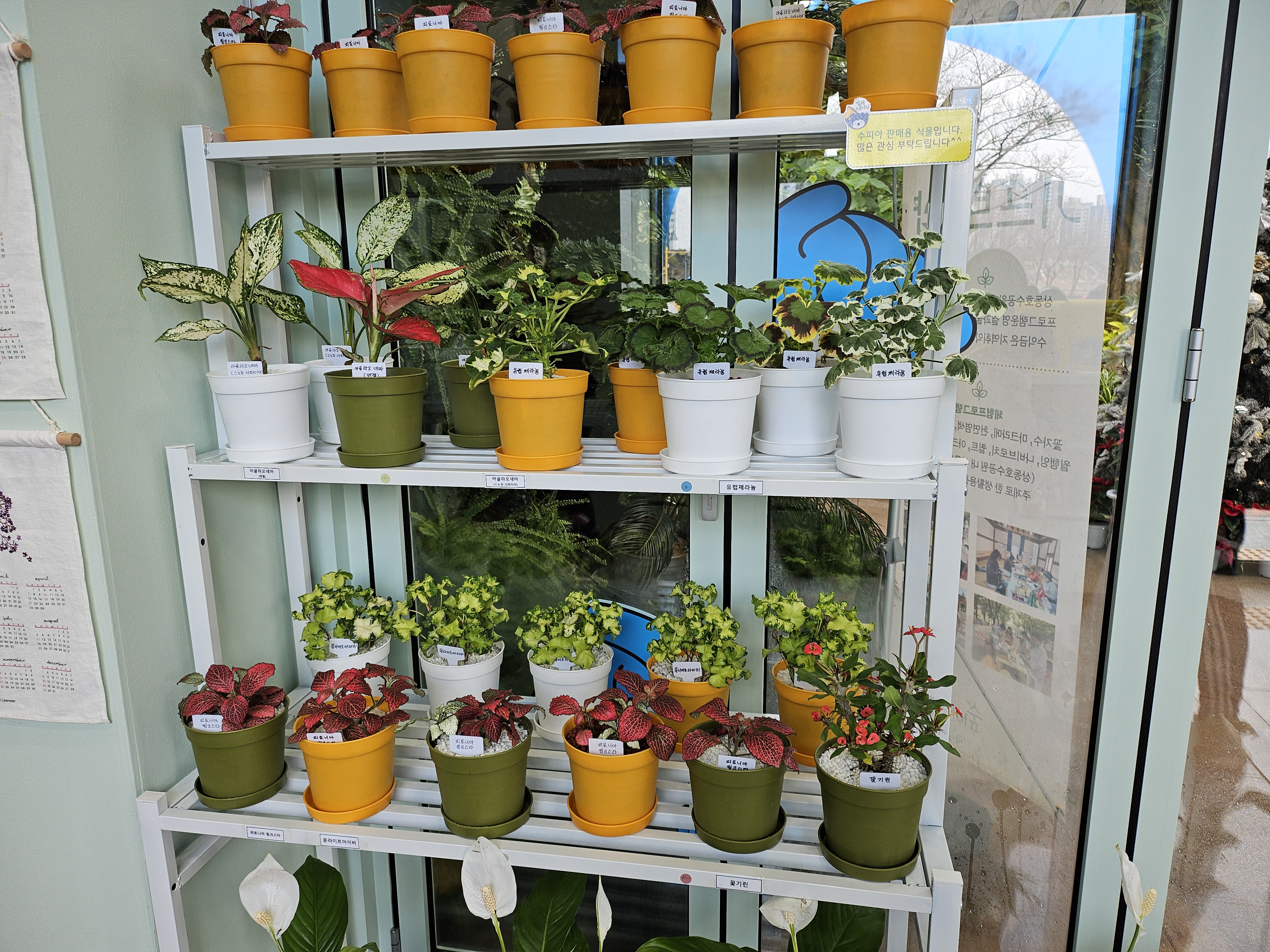 겨울 실내 아이와 가볼만한곳 부천호수공원 식물원 수피아