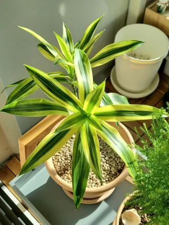 드라세나 키우기 물주기 가지치기 번식방법 흙배합 가이드_14