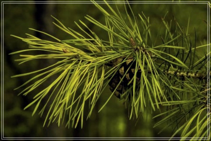 솔잎차 효능 5가지