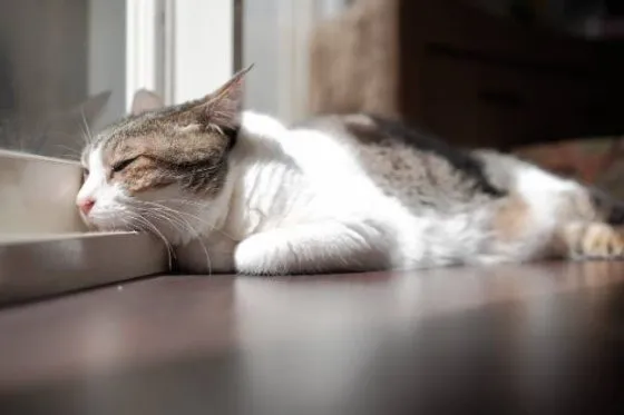 고양이 우울증과 무기력증 증상_8