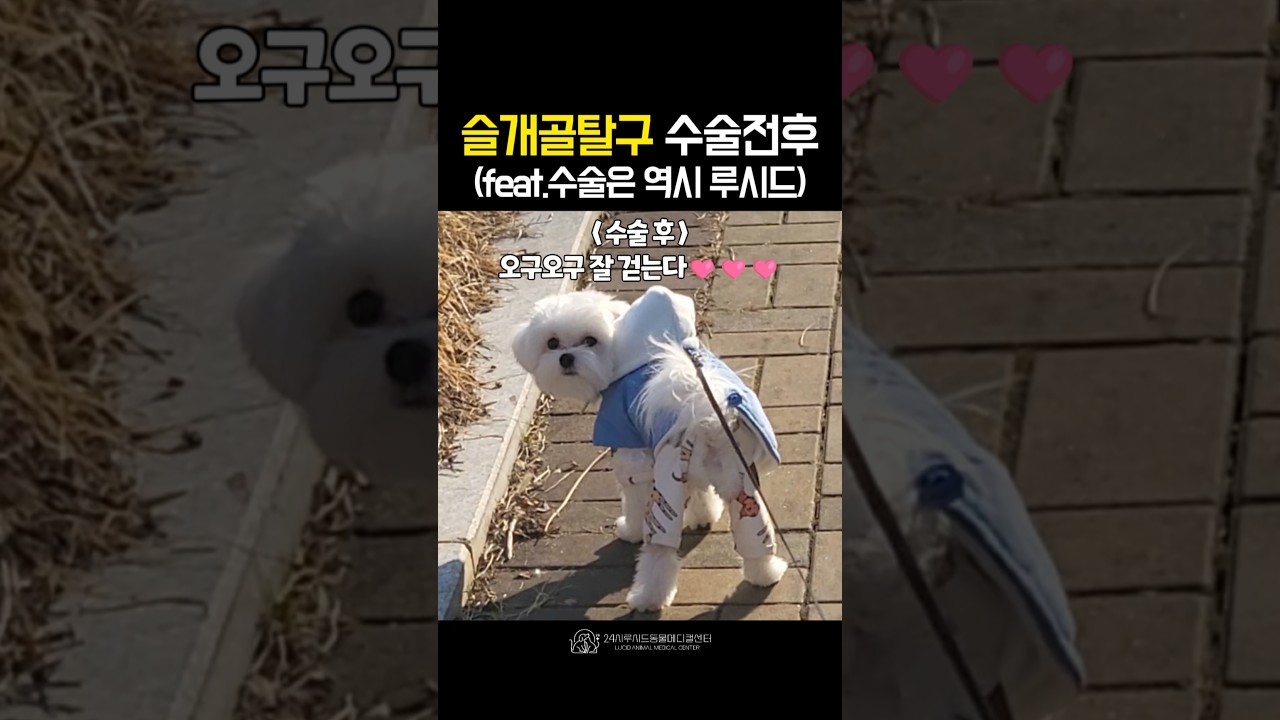 강아지슬개골