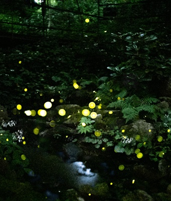 화담숲 모노레일