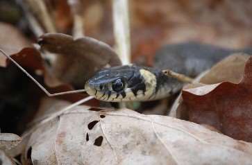 2026년 병오년 뱀띠 운세 총정리｜무료 신년운세 보는 방법
