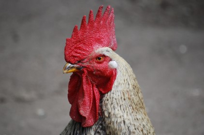 계란값 8000원 돌파 위기…대형마트의 비상 작전, 소비자 혜택은?