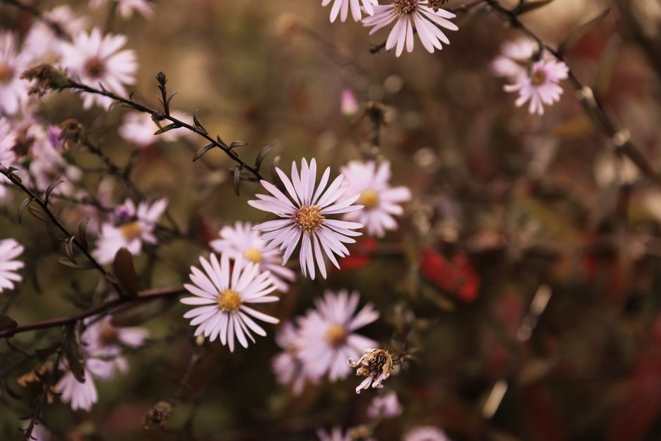 Capture of pink asters blooming in an autumnal garden, creating a serene seasonal mood.