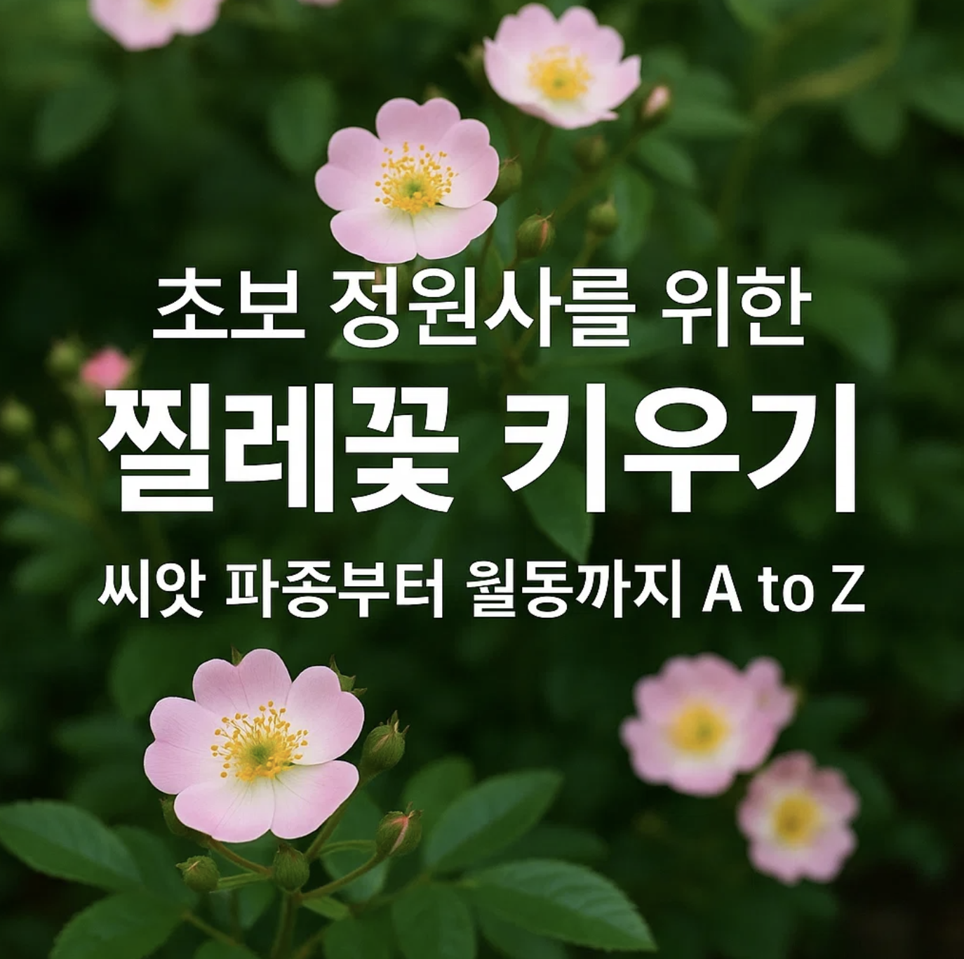 초보 정원사를 위한 찔레꽃 키우기, 씨앗 파종부터 월동까지 A to Z
