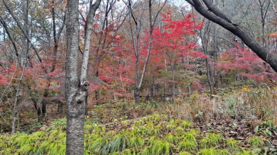단풍명소_화담숲_자작나무숲