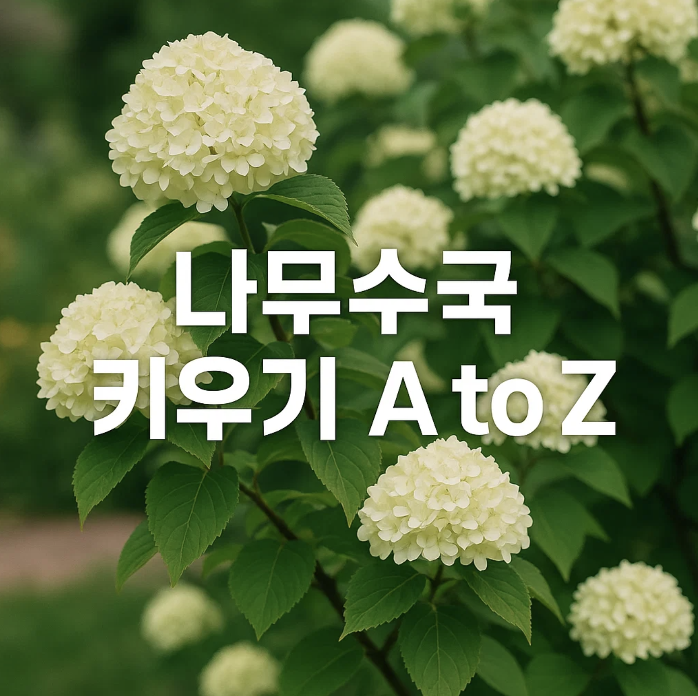 나무수국 키우기 A to Z