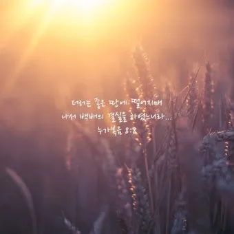 매일성경 묵상과 깨달음(누가복음 8장 1-15절) 씨 뿌리는 자의 비유 말씀_27