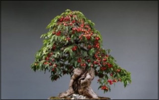 나무에 꽃이 피고 열매가 맺힌 꿈