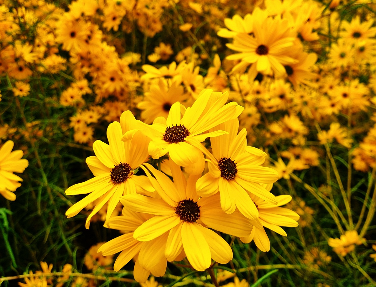 핑크뮬리부터 은행나무길까지, 드림파크 야생화공원 가을 축제와 산책