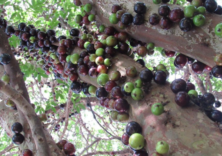 자보티카바 주스 만들기