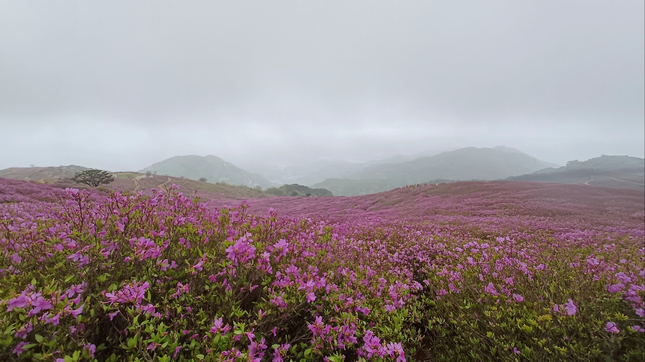 합천 황매산 철쭉26