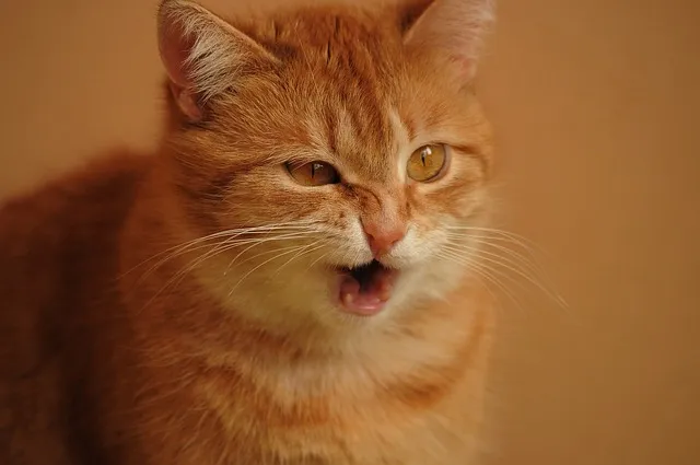 "고양이