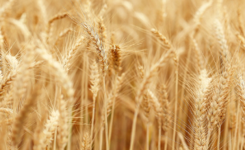 밀 파종시기와 거름 주는 방법 알아보기 1