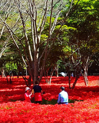 영광불갑산상사화축제