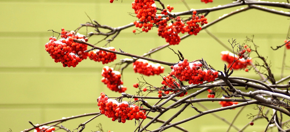 마가목 사진 - 4