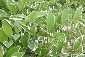 둥글레차효능17