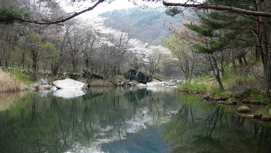 월성계곡 수양벚꽃길