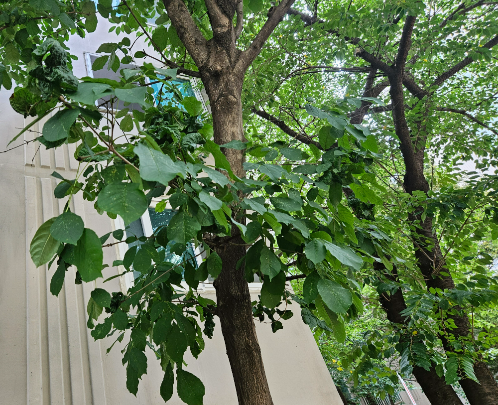 물푸레나무 수형