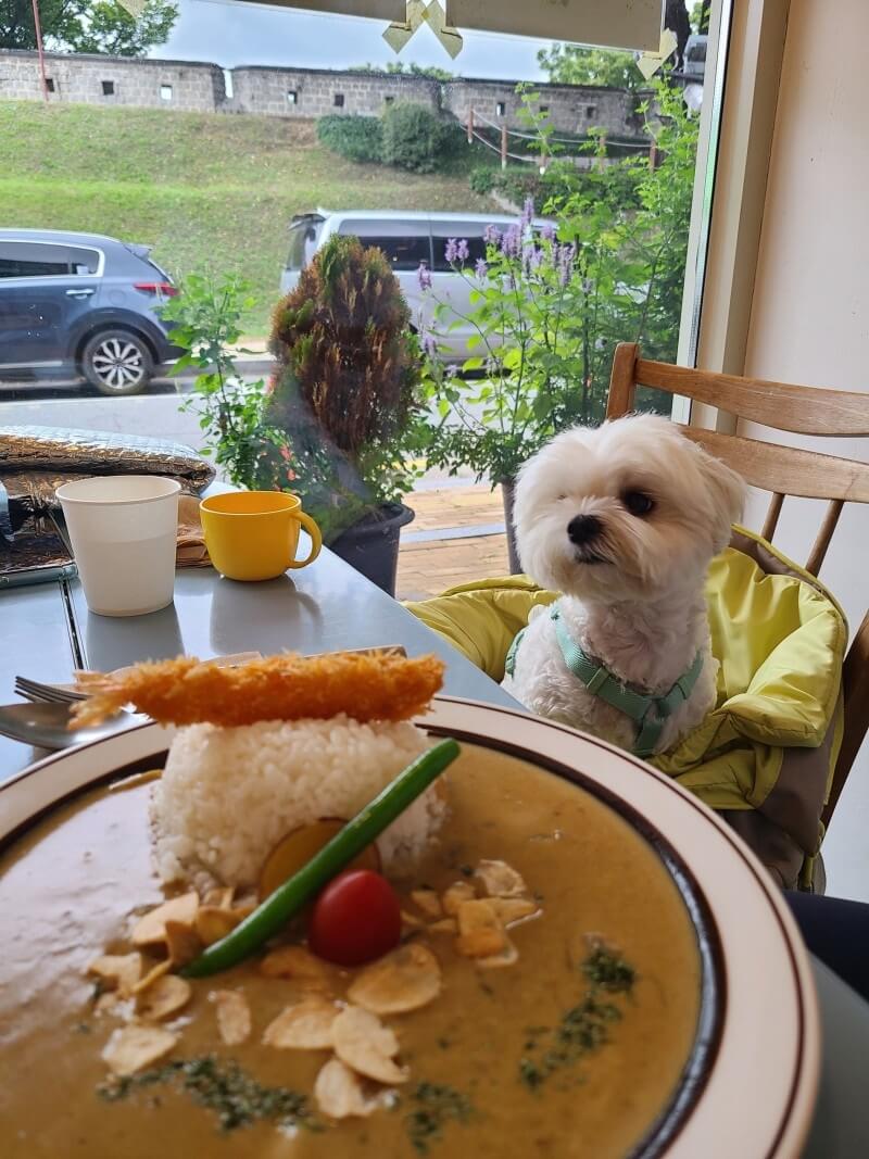 애견동반식당 모나미카레