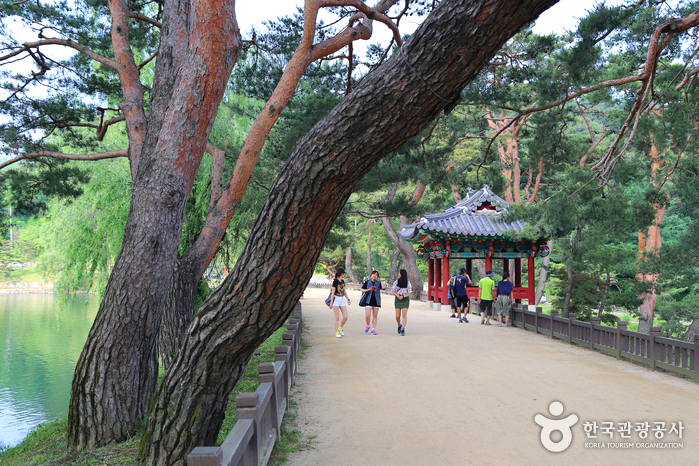 오래된 소나무 길 사이로 사람들이 걸어가고 있다.