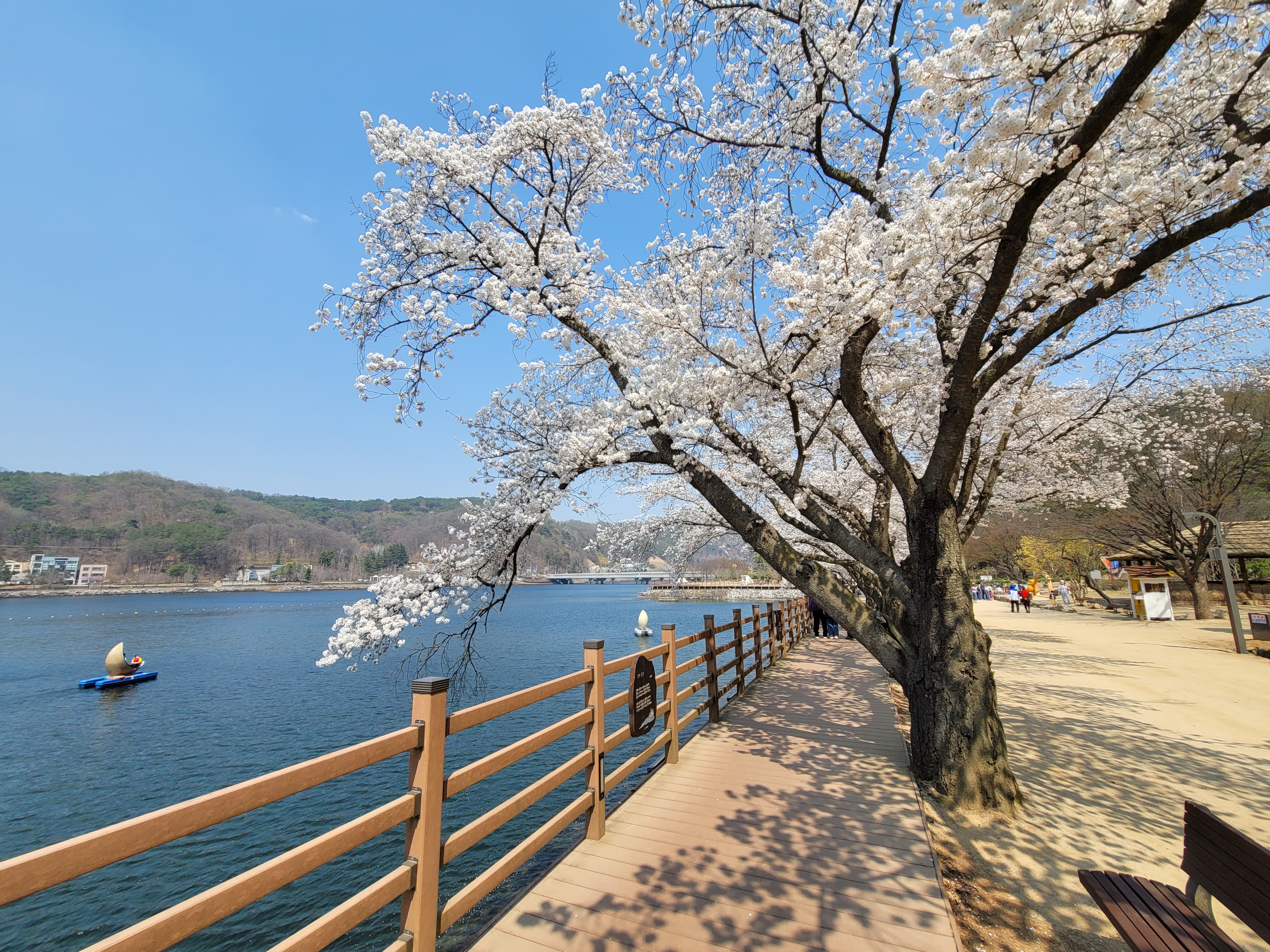 안동 월영교 벚꽃