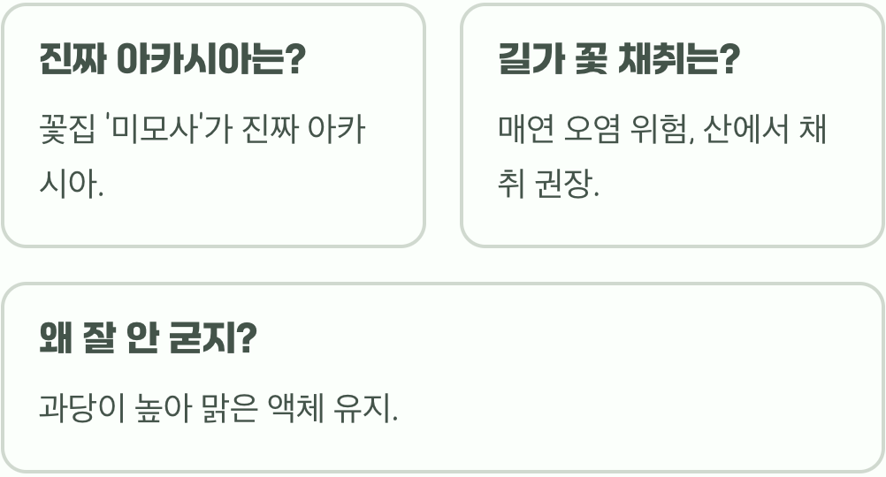 아까시나무 꽃, 천연 아카시아꿀의 원천 (효능, 채취 시기)