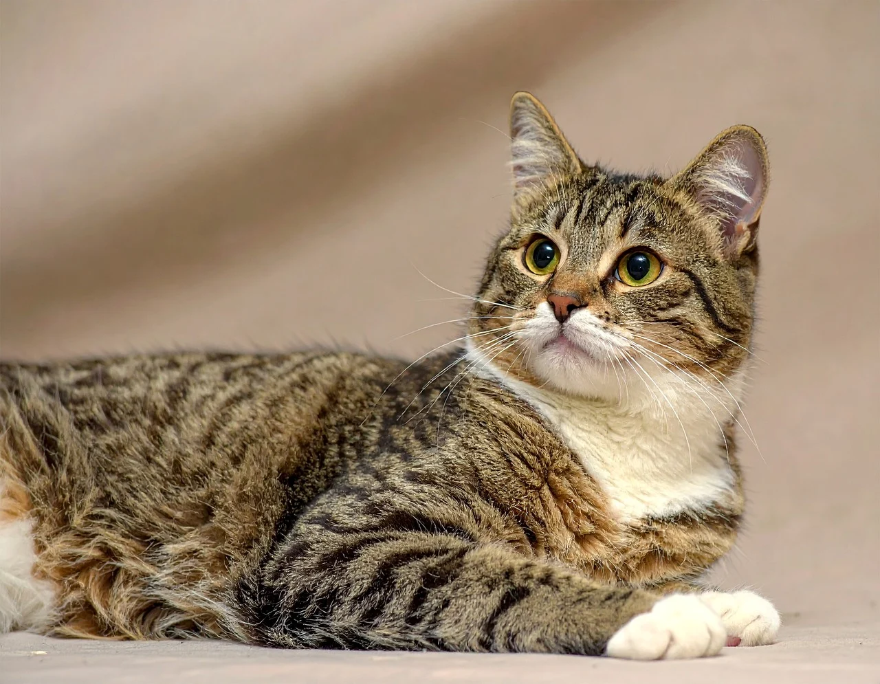 초보 집사를 위한 고양이 행동 이해 & 기본 교육법