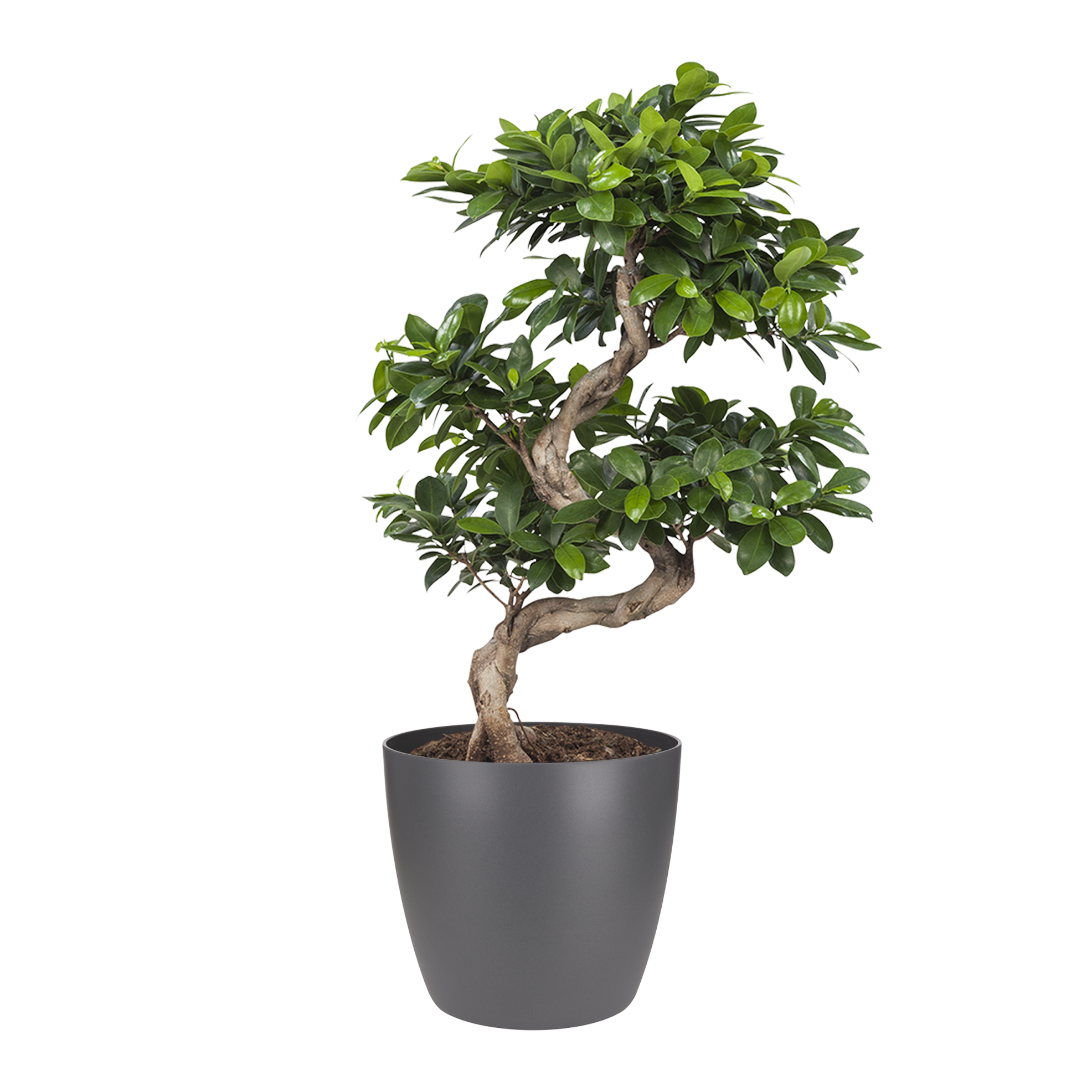 피들 리프 무화과(Fiddle Leaf Fig, 학명 : Ficus lyrata)