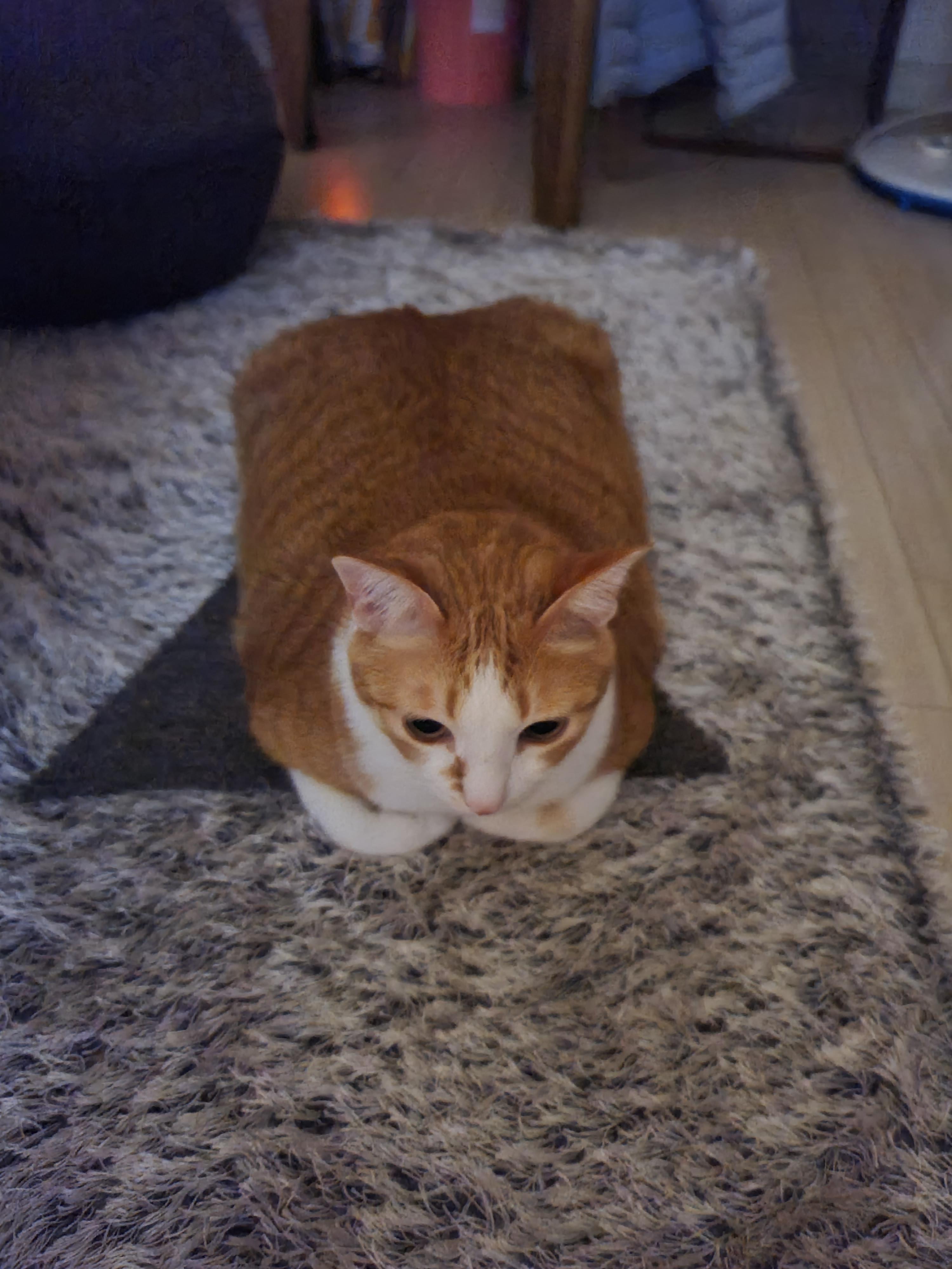 호야가 거실에서 식빵을 굽고 있었던 이유는..