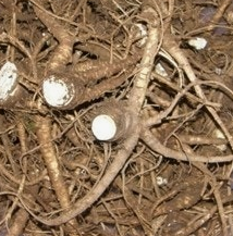 당귀 효능 부작용 뿌리 고르는법