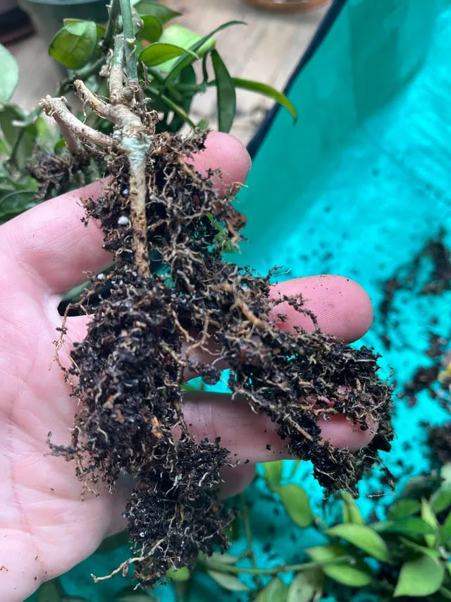 화분 뿌리썩음 예방 배수층강화 흙배합개선 물주기간격 체크리스트_1