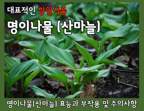 명이나물(산마늘) 효능 5가지와 부작용 및 주의사항