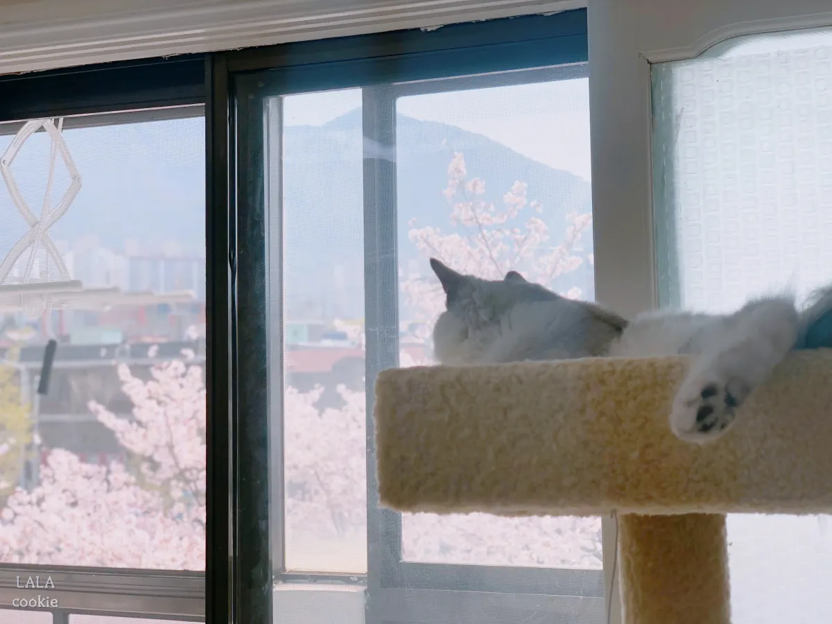 아기고양이-캣타워-추천-캣타워에서-쉬는-고양이