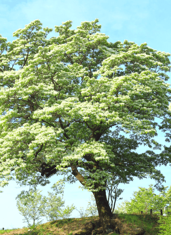 대구달성군교항리-이팝나무군락지
