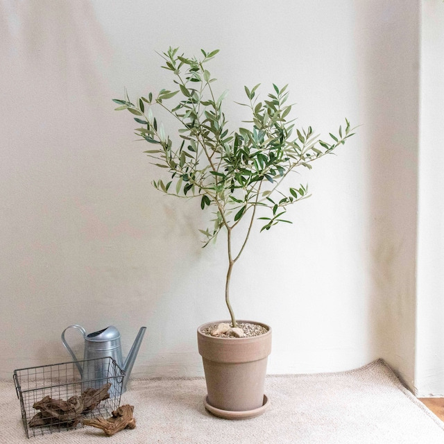 중형 올리브나무