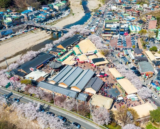 하동 벚꽃 개화상황