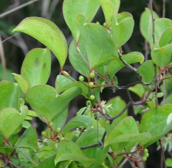 청미래덩굴 수형