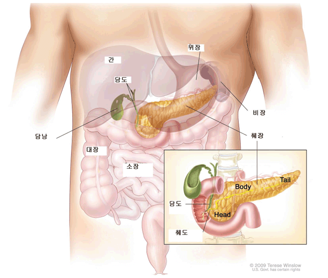 췌장 위치